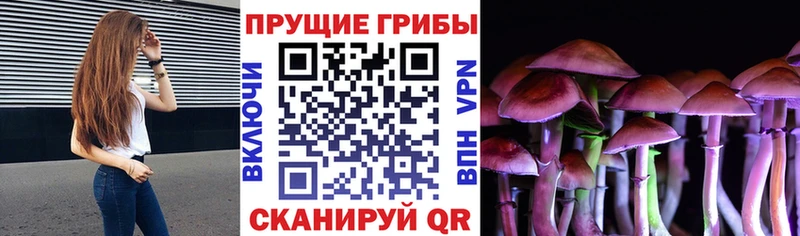 купить наркотики цена  кракен онион  Псилоцибиновые грибы прущие грибы  Каменка 